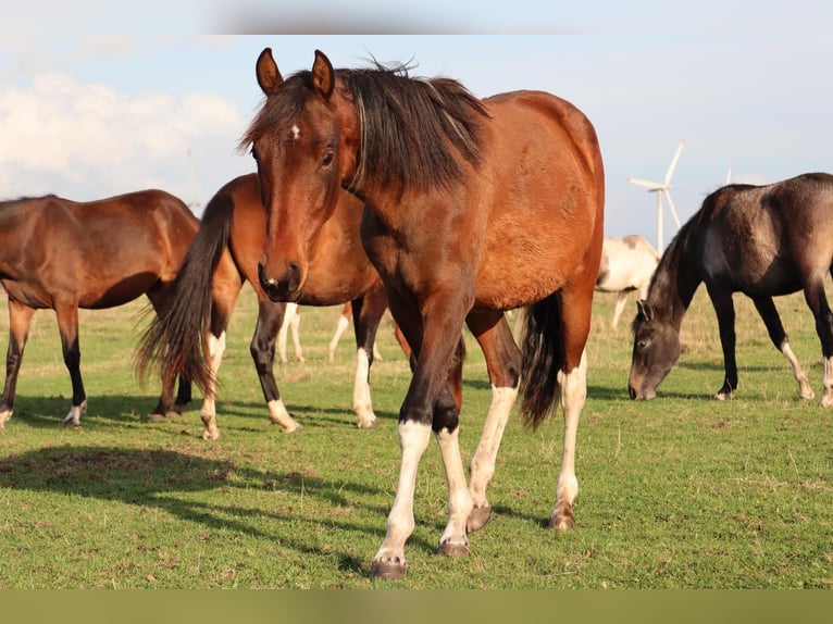 Mangalarga Marchador Wałach 2 lat 152 cm Srokata in Neuenkirchen