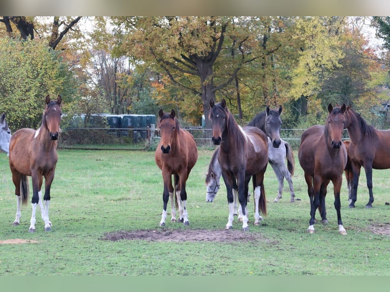 Mangalarga Marchador Wałach 2 lat 152 cm Srokata in Neuenkirchen