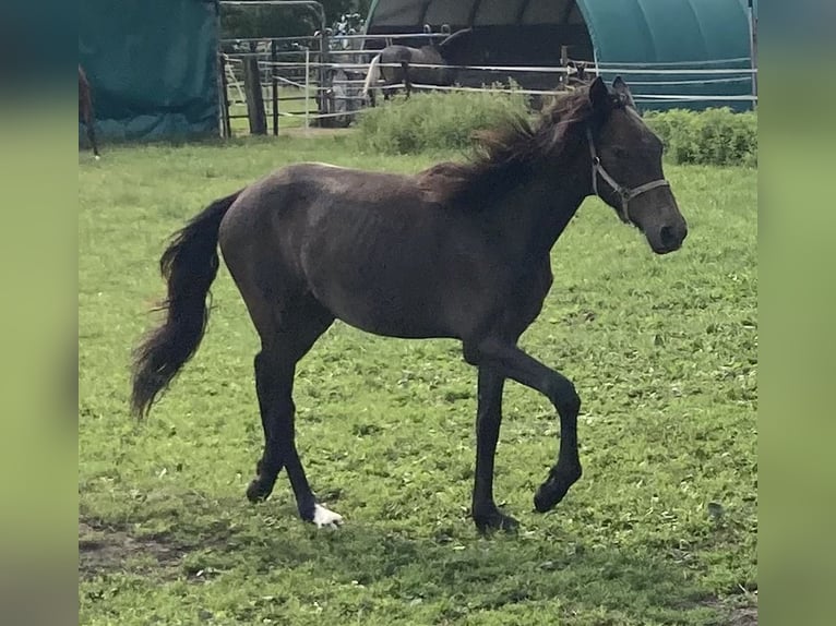 Mangalarga Marchador Wałach 2 lat 155 cm Karosiwa in Neuenkirchen