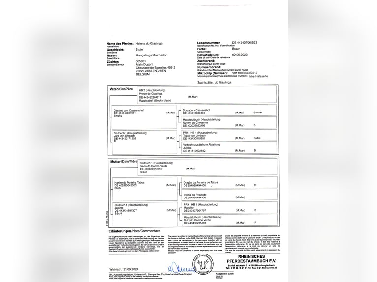 Mangalarga Marchador Wałach 4 lat 150 cm Gniada in Ath