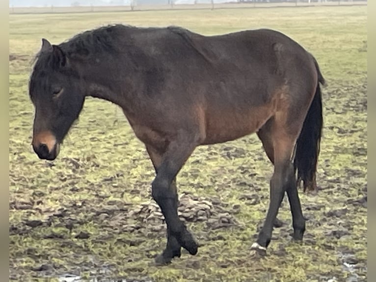 Mangalarga Marchador Wałach 4 lat 155 cm Karodereszowata in Skærbæk