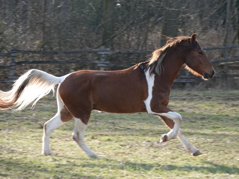 Mangalarga Marchador Wałach 5 lat 160 cm Tobiano wszelkich maści in Bad Hersfeld
