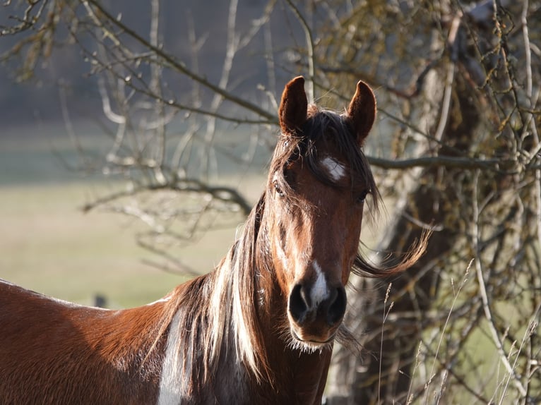 Mangalarga Marchador Wałach 5 lat 160 cm Tobiano wszelkich maści in Bad Hersfeld