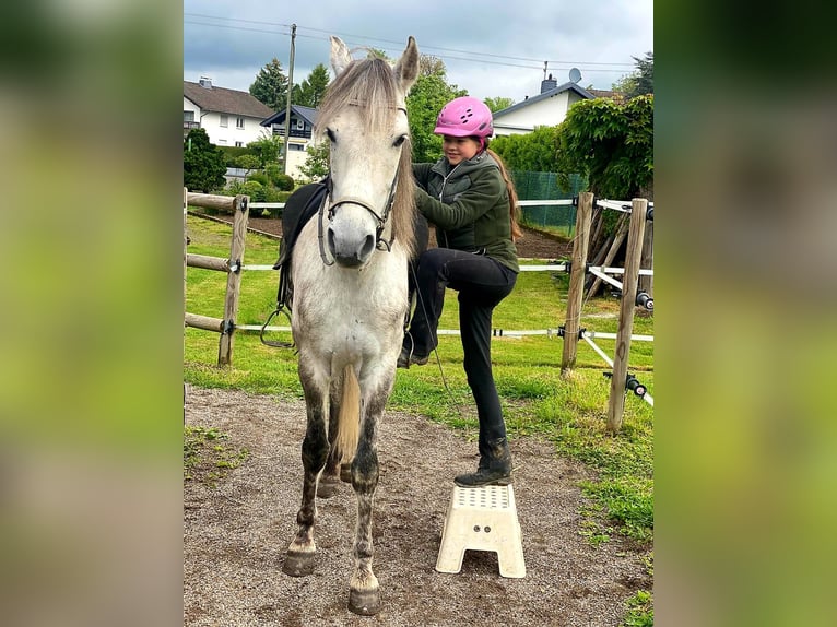 Mangalarga Marchador Wałach 8 lat 154 cm Siwa jabłkowita in Königswinter