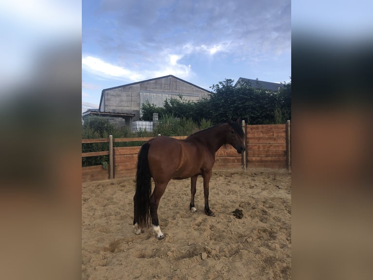 Mangalarga Marchador Wallach 10 Jahre 155 cm Brauner in Pr&#xFC;m