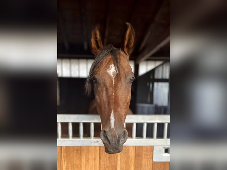 Mangalarga Marchador Wallach 13 Jahre 152 cm Brauner in Gernsbach