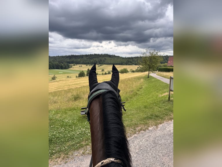 Mangalarga Marchador Wallach 13 Jahre 152 cm Brauner in Gernsbach