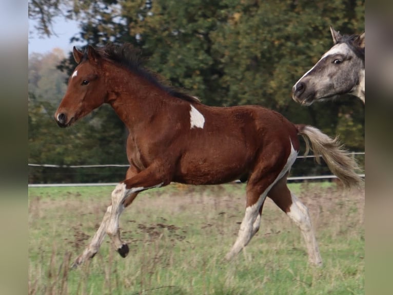 Mangalarga Marchador Wallach 1 Jahr 150 cm Schecke in Neuenkircheneuenkirchen