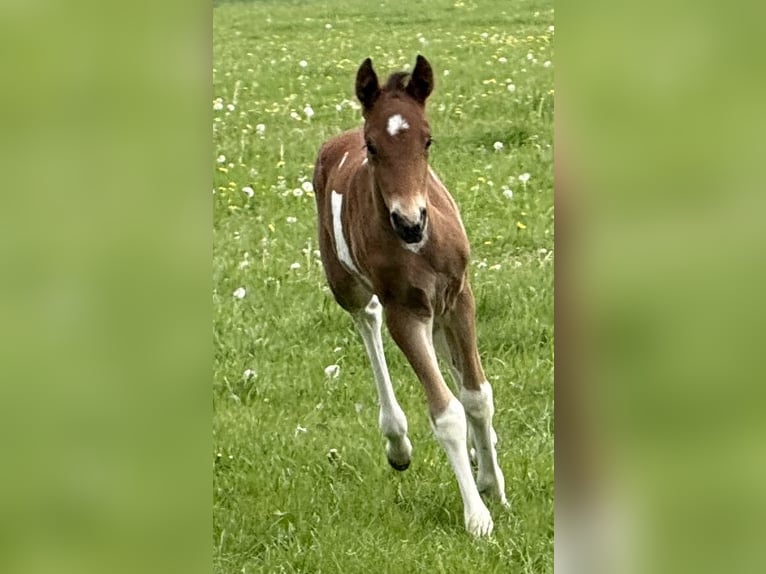 Mangalarga Marchador Wallach 1 Jahr 150 cm Schecke in Neuenkircheneuenkirchen