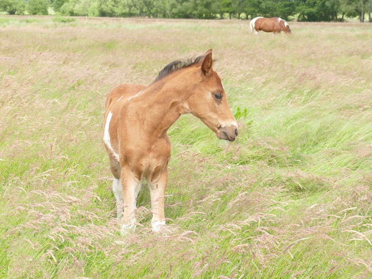 Mangalarga Marchador Wallach 1 Jahr 150 cm Schecke in Neuenkircheneuenkirchen