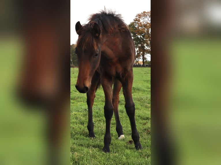 Mangalarga Marchador Wallach 1 Jahr 153 cm Dunkelbrauner in Neuenkirchen