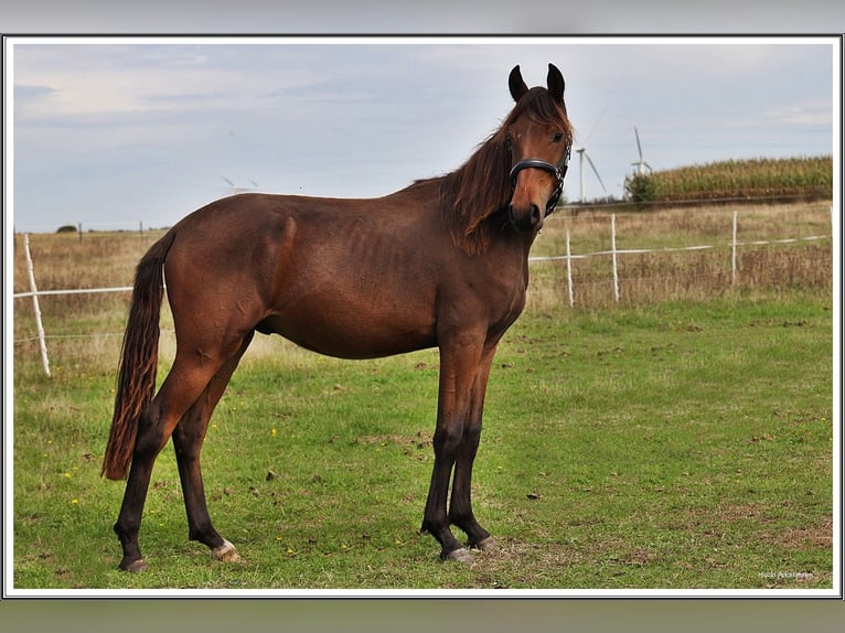 Mangalarga Marchador Wallach 1 Jahr 153 cm Dunkelbrauner in Neuenkirchen