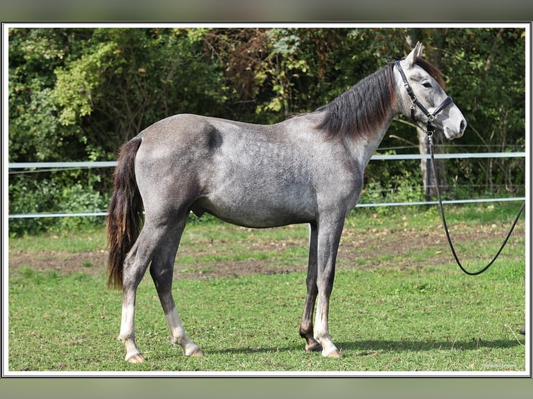Mangalarga Marchador Wallach 1 Jahr 155 cm Rappschimmel in Neuenkirchen