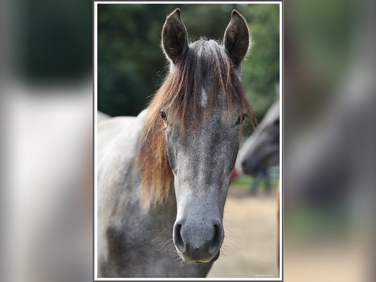 Mangalarga Marchador Wallach 1 Jahr 155 cm Rappschimmel in Neuenkirchen