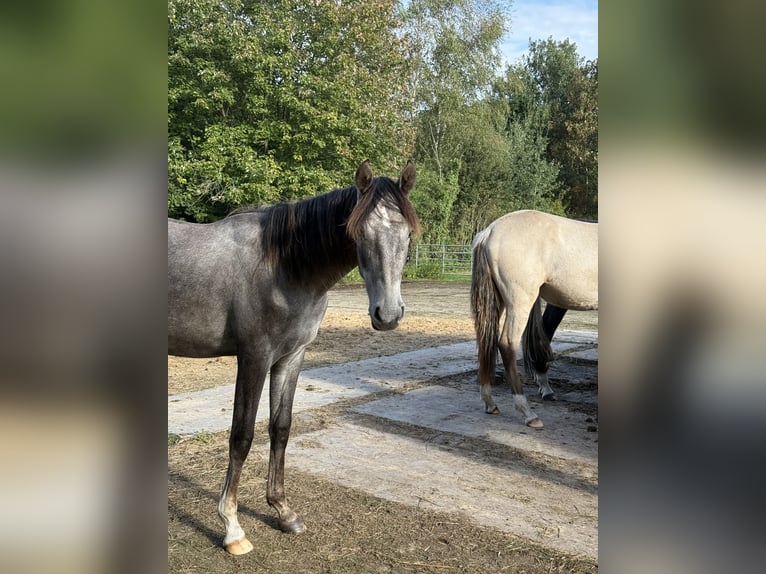 Mangalarga Marchador Wallach 1 Jahr 155 cm Rappschimmel in Neuenkirchen