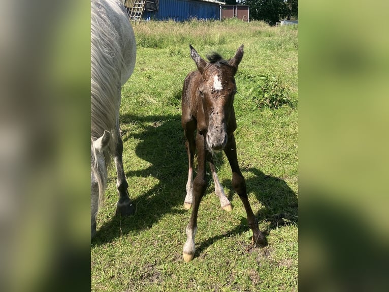 Mangalarga Marchador Wallach 1 Jahr 155 cm Rappschimmel in Neuenkirchen
