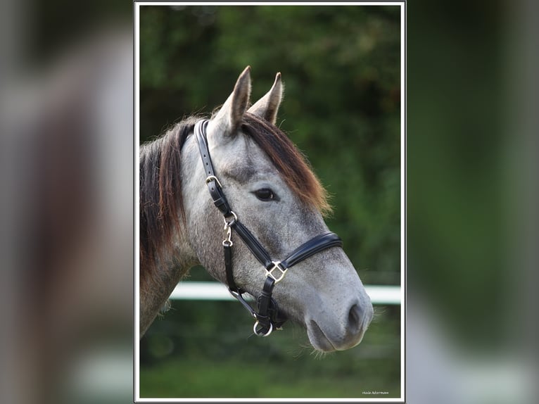 Mangalarga Marchador Wallach 1 Jahr 155 cm Rappschimmel in Neuenkirchen