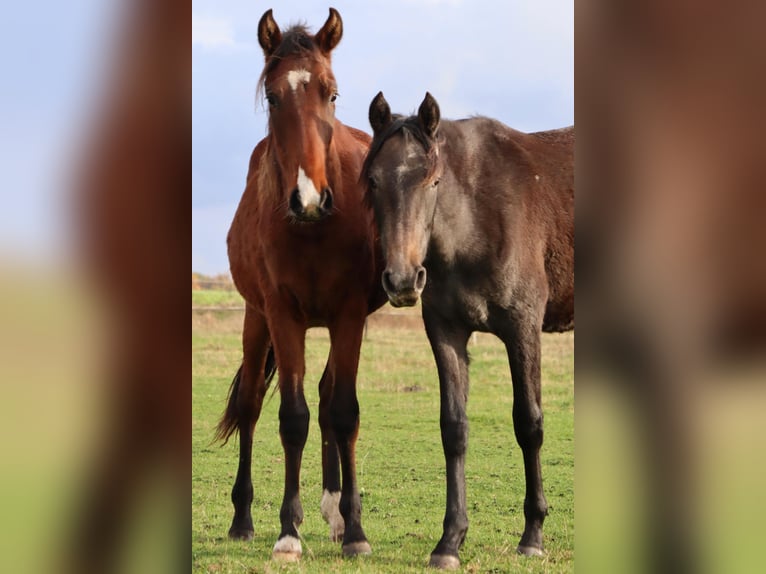 Mangalarga Marchador Wallach 1 Jahr 155 cm Rappschimmel in Neuenkirchen