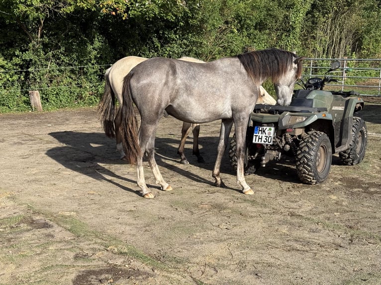 Mangalarga Marchador Wallach 1 Jahr 155 cm Rappschimmel in Neuenkirchen