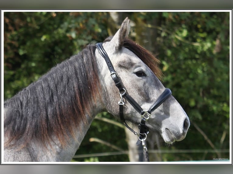 Mangalarga Marchador Wallach 1 Jahr 155 cm Rappschimmel in Neuenkirchen