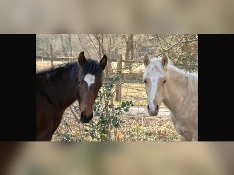 Mangalarga Marchador Wallach 2 Jahre 152 cm Palomino in Welle