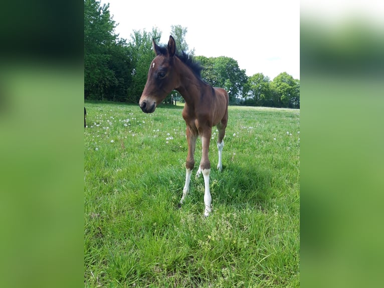Mangalarga Marchador Wallach 2 Jahre 152 cm Schecke in Neuenkirchen