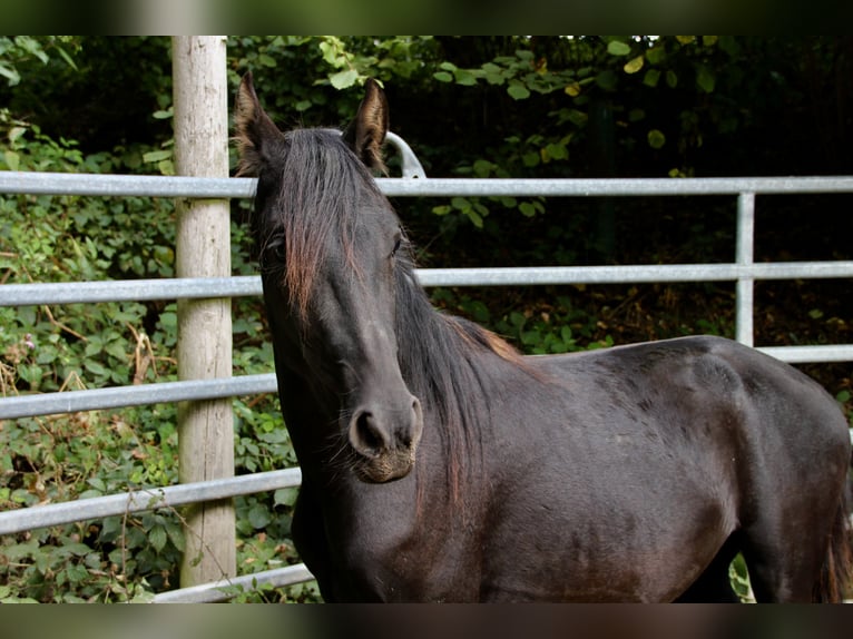 Mangalarga Marchador Mix Wallach 2 Jahre Rappe in Morsbach