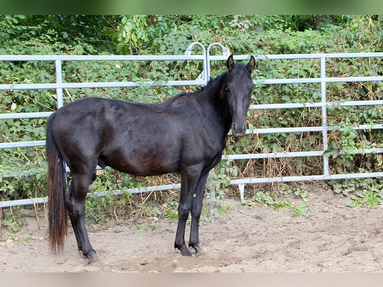 Mangalarga Marchador Mix Wallach 2 Jahre Rappe in Morsbach