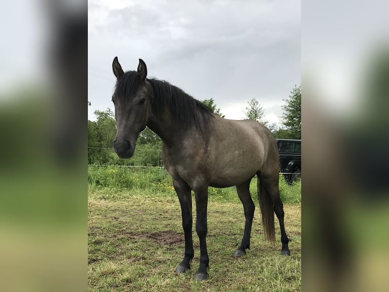Mangalarga Marchador Wallach 3 Jahre 146 cm Falbe in Schl&#xFC;chtern