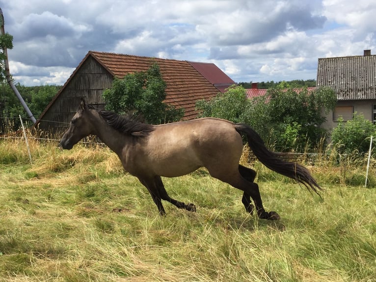 Mangalarga Marchador Wallach 3 Jahre 146 cm Falbe in Schl&#xFC;chtern