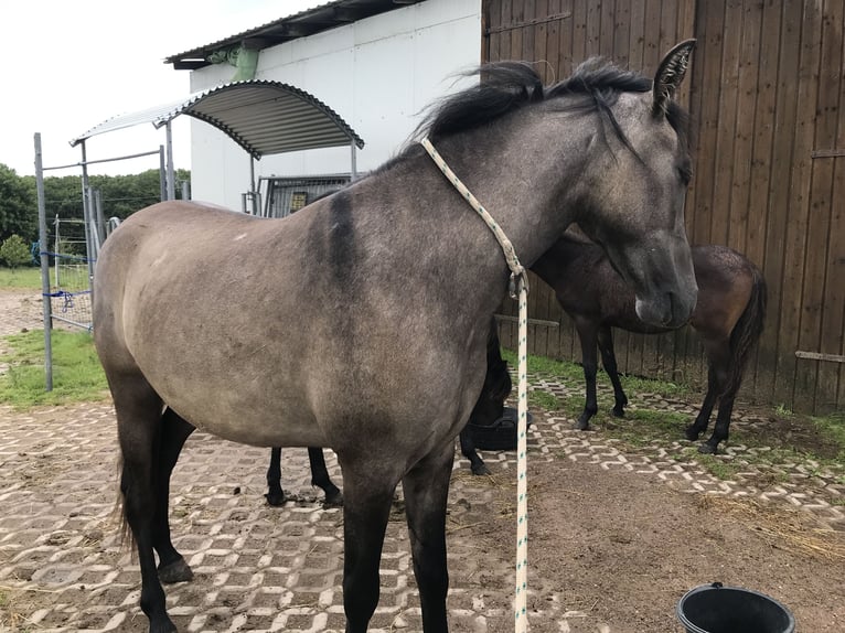 Mangalarga Marchador Wallach 3 Jahre 146 cm Falbe in Schl&#xFC;chtern