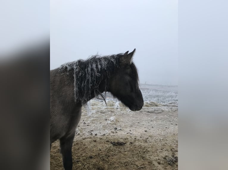 Mangalarga Marchador Wallach 3 Jahre 146 cm Falbe in Schl&#xFC;chtern