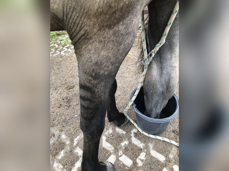 Mangalarga Marchador Wallach 3 Jahre 146 cm Falbe in Schl&#xFC;chtern