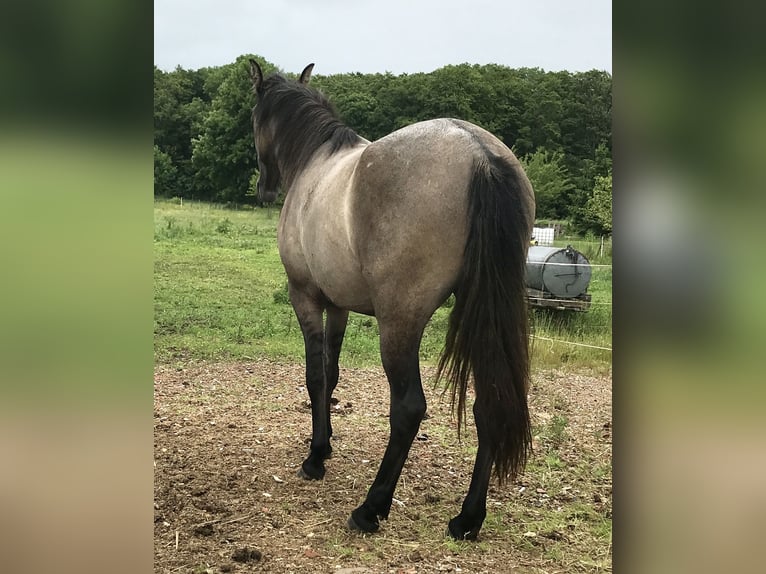 Mangalarga Marchador Wallach 3 Jahre 146 cm Falbe in Schl&#xFC;chtern