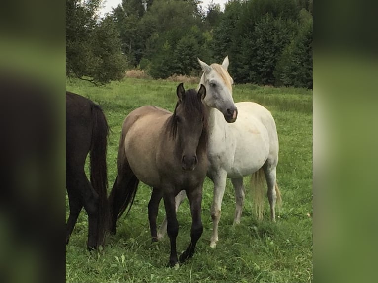 Mangalarga Marchador Wallach 3 Jahre 146 cm Falbe in Schl&#xFC;chtern