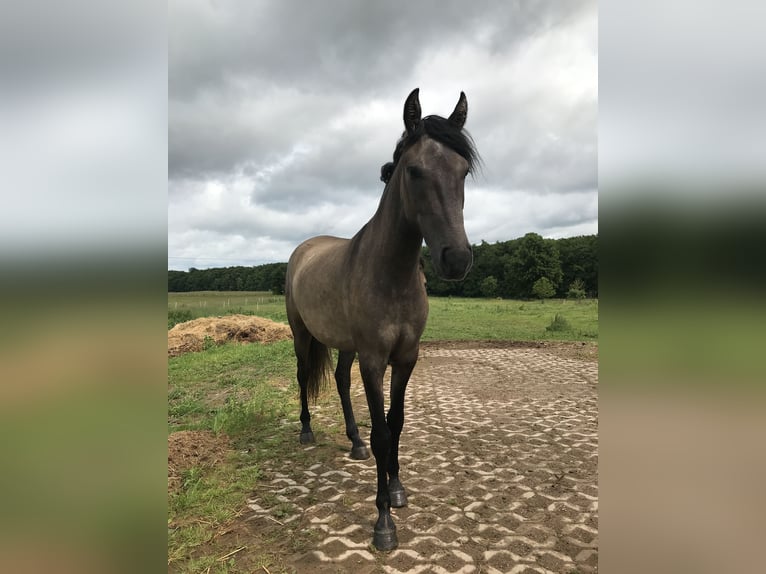 Mangalarga Marchador Wallach 3 Jahre 146 cm Falbe in Schl&#xFC;chtern