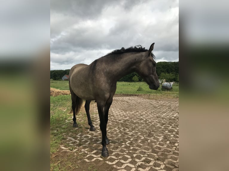 Mangalarga Marchador Wallach 3 Jahre 146 cm Falbe in Schl&#xFC;chtern