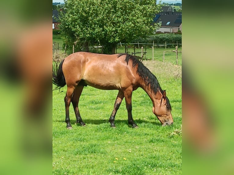 Mangalarga Marchador Wallach 3 Jahre 150 cm Rotbrauner in Ath Mangalarga Marchador Wallach 3 Jahre 150 cm Rotbrauner in Ath