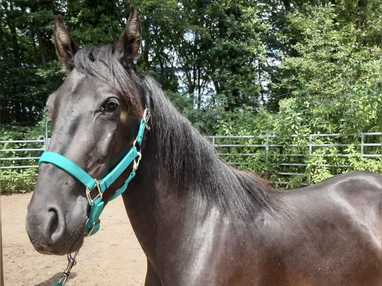 Mangalarga Marchador Mix Wallach 3 Jahre Rappe in Morsbach