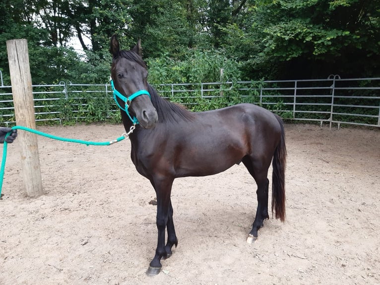 Mangalarga Marchador Mix Wallach 3 Jahre Rappe in Morsbach