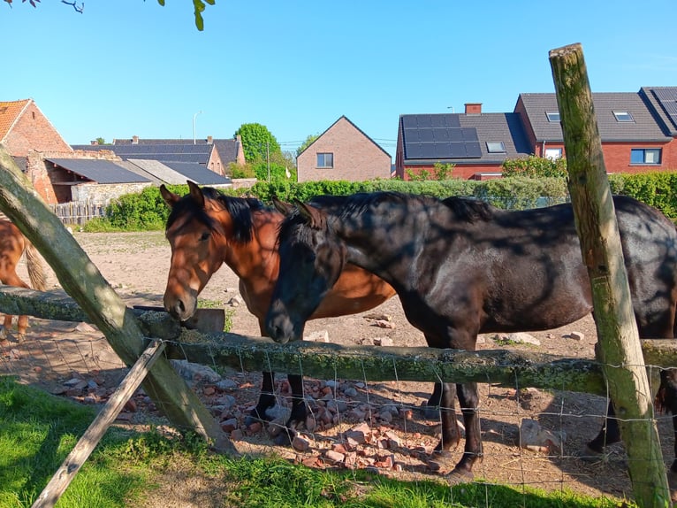 Mangalarga Marchador Wallach 4 Jahre 150 cm Rotbrauner in Ath