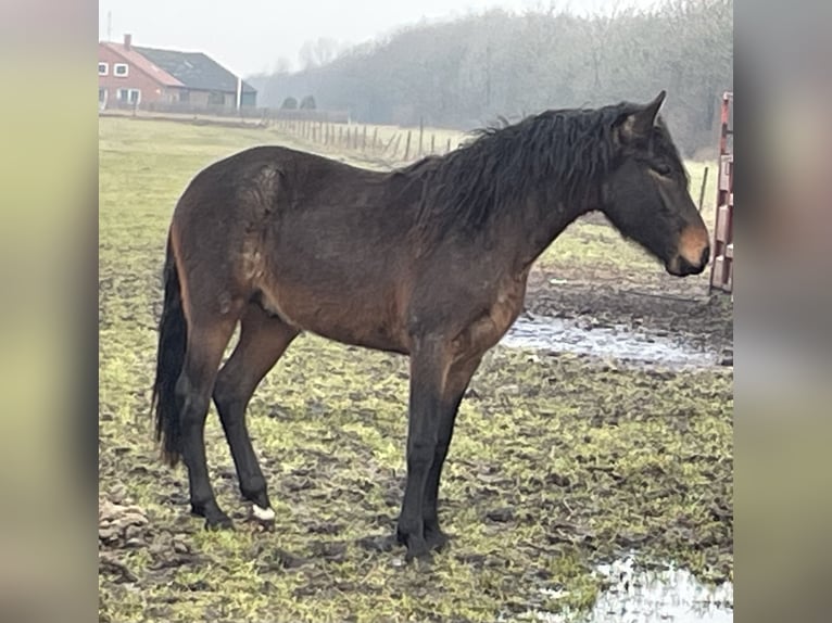 Mangalarga Marchador Wallach 4 Jahre 155 cm Roan-Blue in Skærbæk