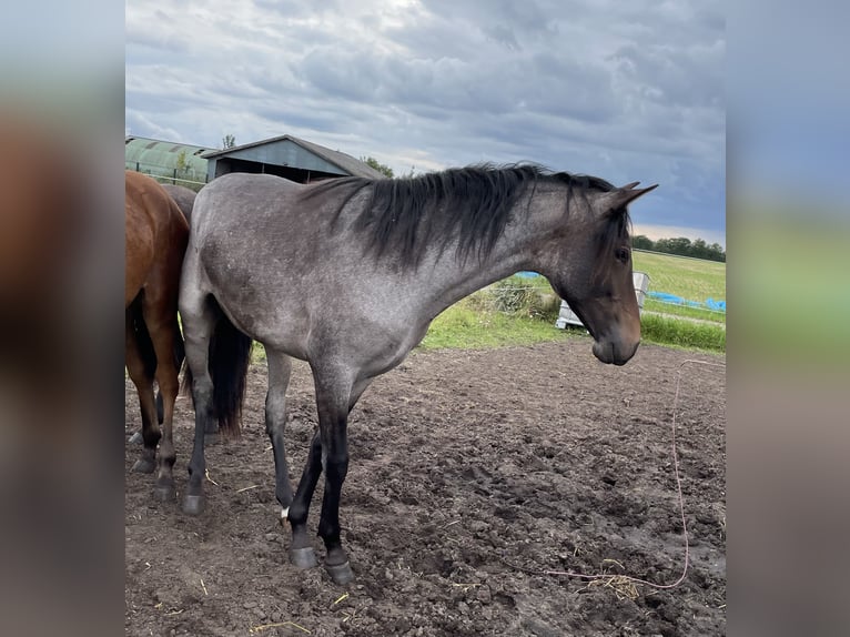 Mangalarga Marchador Wallach 4 Jahre 155 cm Roan-Blue in Skærbæk