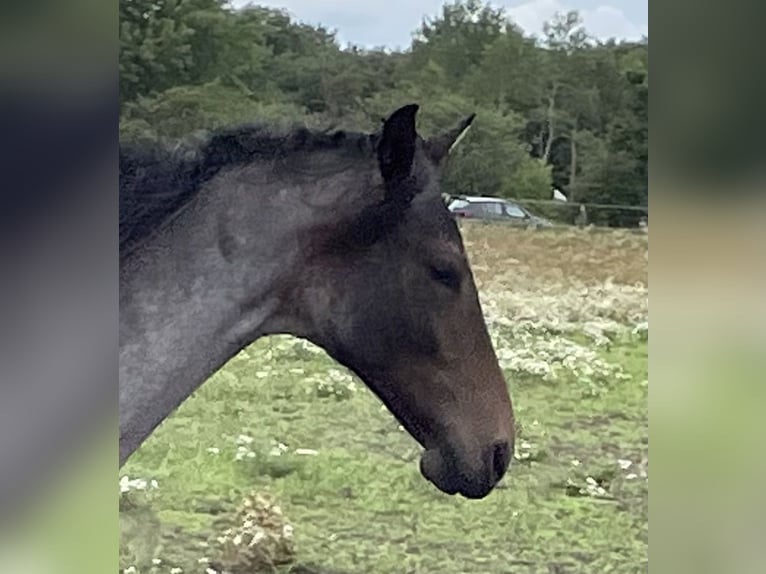 Mangalarga Marchador Wallach 4 Jahre 155 cm Roan-Blue in Skærbæk