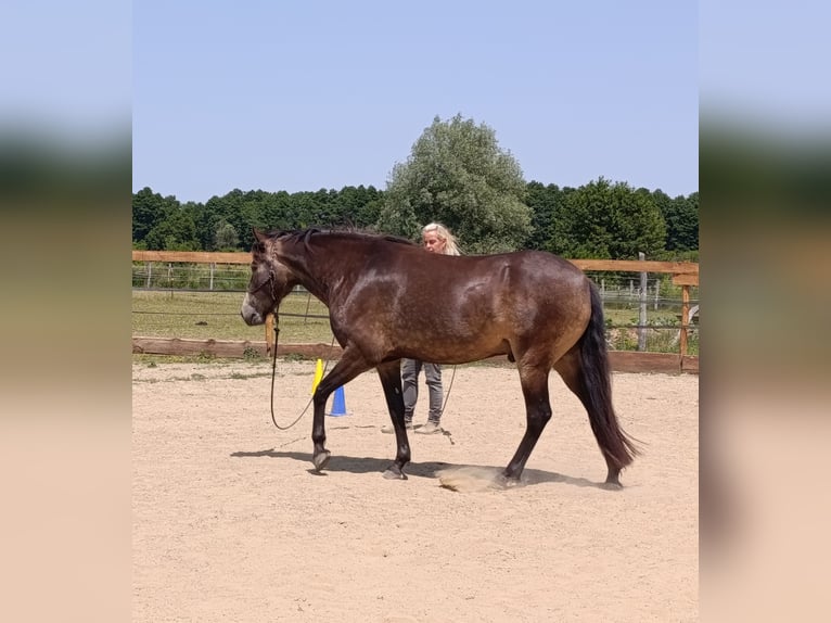 Mangalarga Marchador Wallach 5 Jahre 154 cm Buckskin in &#xDA;jvarfalva