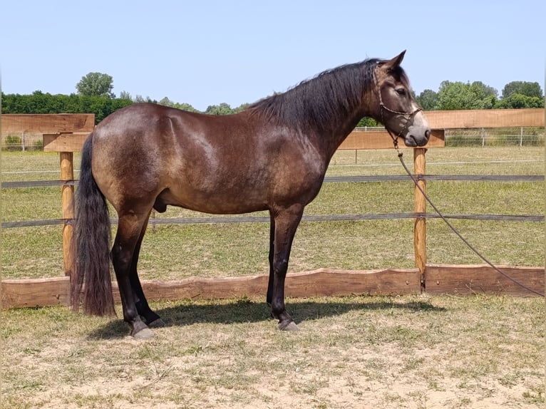 Mangalarga Marchador Wallach 5 Jahre 154 cm Buckskin in &#xDA;jvarfalva