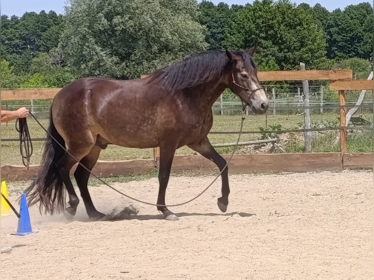 Mangalarga Marchador Wallach 5 Jahre 154 cm Buckskin in &#xDA;jvarfalva