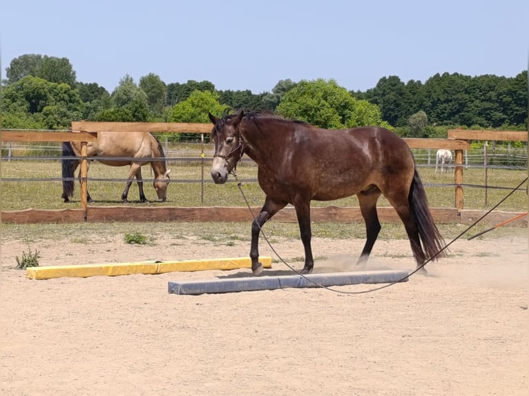 Mangalarga Marchador Wallach 5 Jahre 154 cm Buckskin in &#xDA;jvarfalva