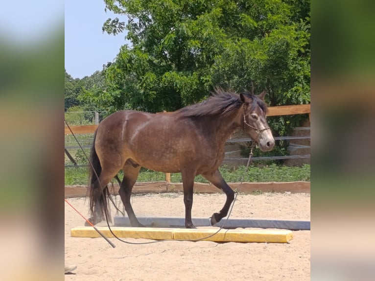 Mangalarga Marchador Wallach 5 Jahre 154 cm Buckskin in &#xDA;jvarfalva