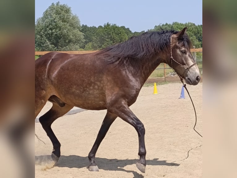 Mangalarga Marchador Wallach 5 Jahre 154 cm Buckskin in &#xDA;jvarfalva